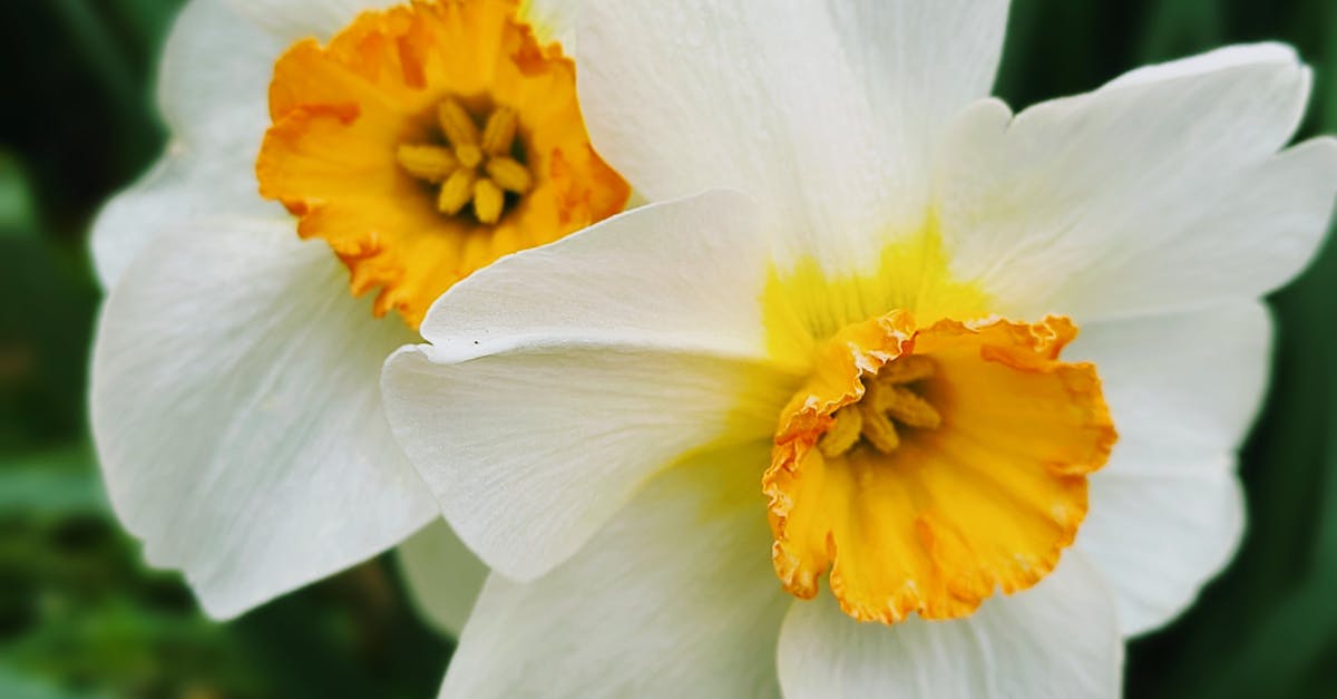 Balancing Focal Points with Surrounding Elements in Gardens