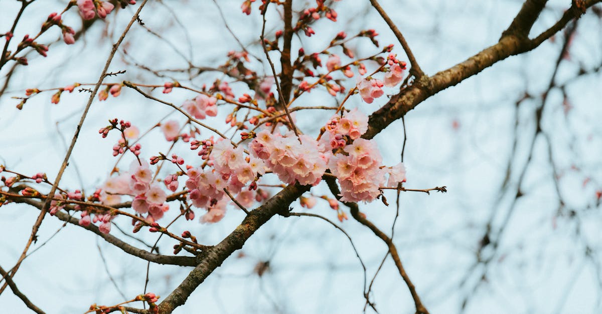 Creating Focal Points in Landscape Design