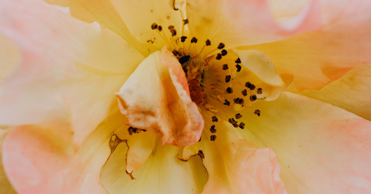 Creating Harmony through Radial Balance in Landscaping