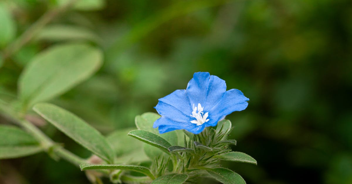 Creating Harmony with Asymmetrical Design in Garden Landscapes