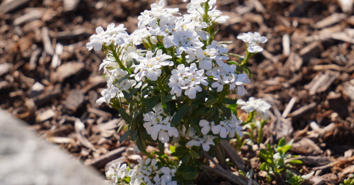 Creating Rhythmic Patterns in Garden Design