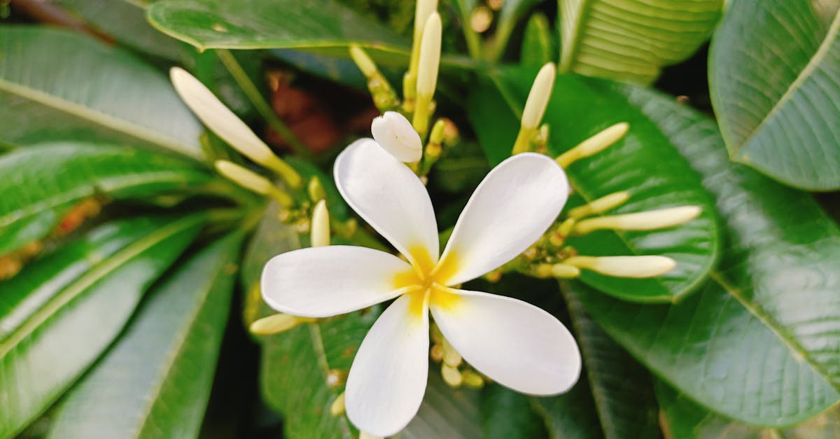 Creating Texture in Garden Design