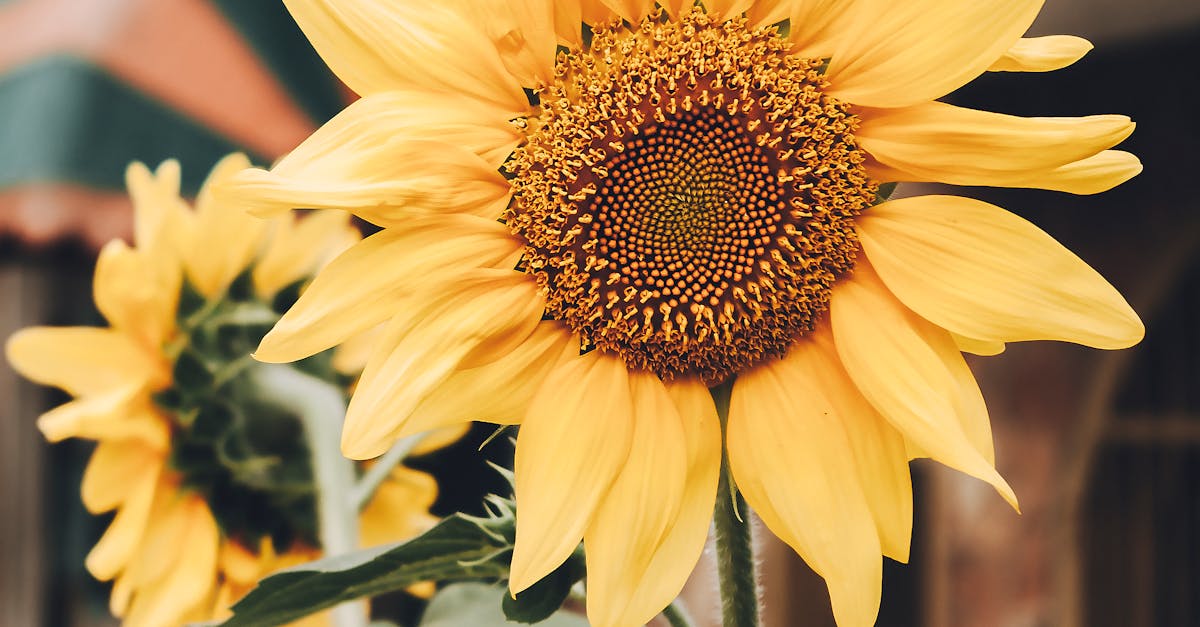 Design Principles for Effective Focal Points in Landscape Gardening