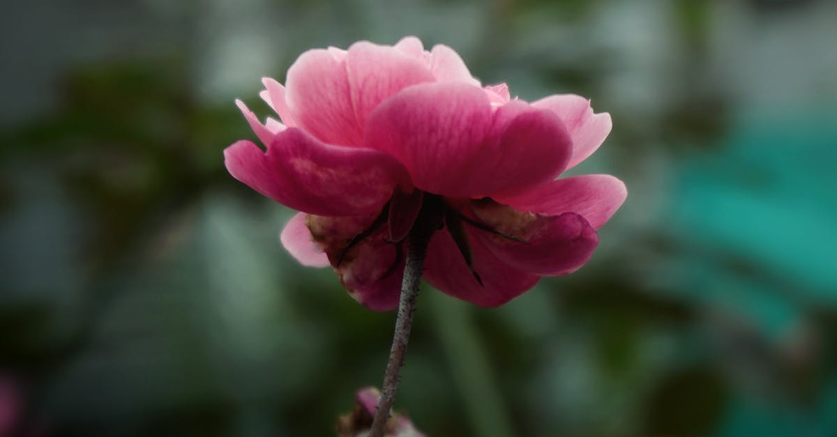 Designing Dynamic and Engaging Landscapes with Asymmetrical Design