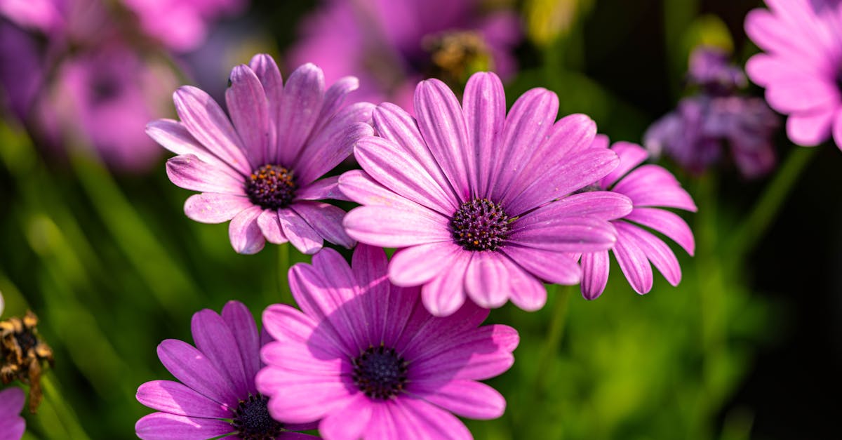 Enhancing Unity Through Colour in Garden Design