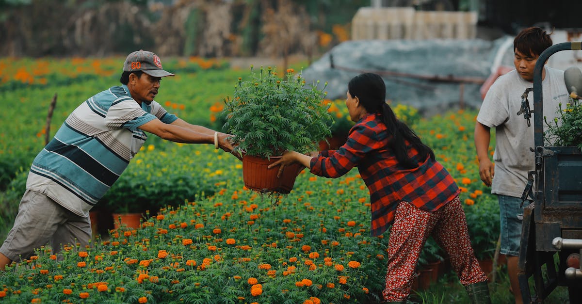 Enhancing Your Garden with Proportion and Scale Principles