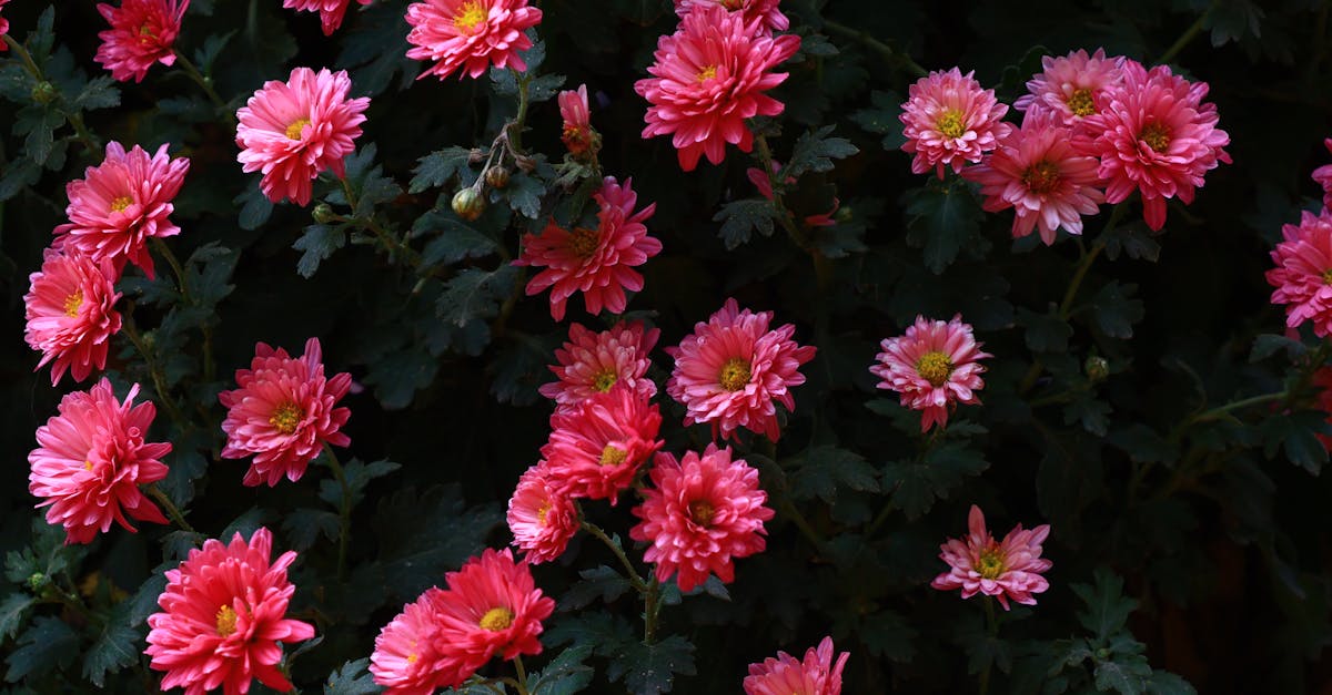 Exploring the Impact of Radial Balance on Garden Visuals