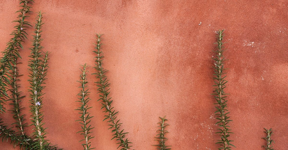 Focalization Techniques for Small Garden Spaces