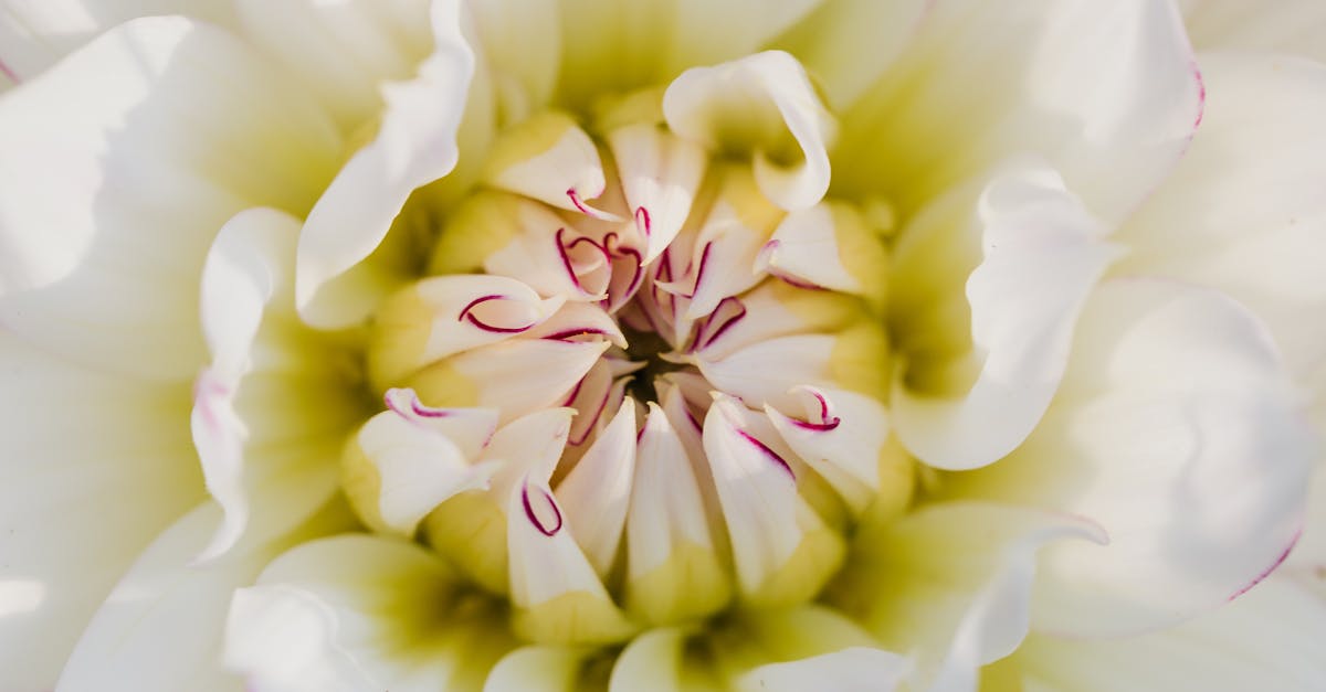 Implementing Naturalistic Flow in Garden Designs