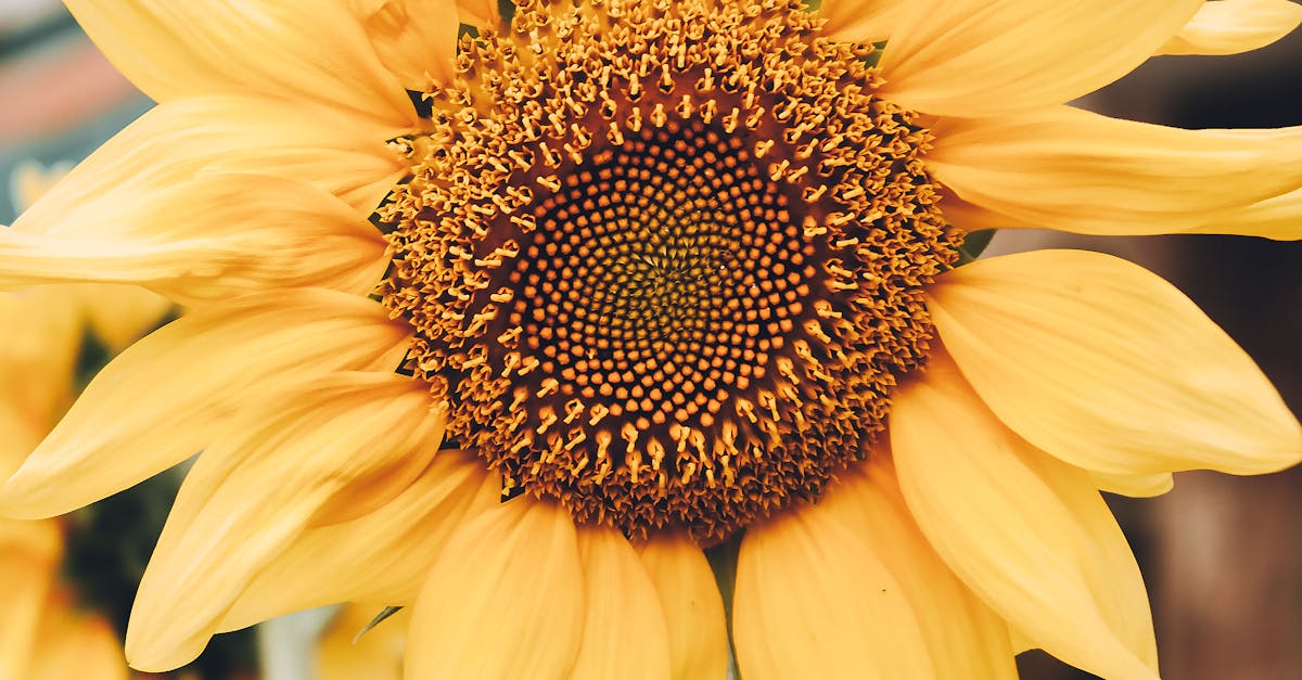 Incorporating Focal Points for Depth and Perspective in Landscaping