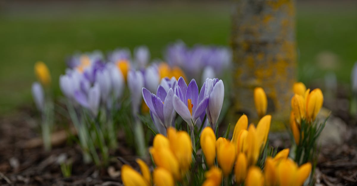 Incorporating Focalization with Hardscape Features