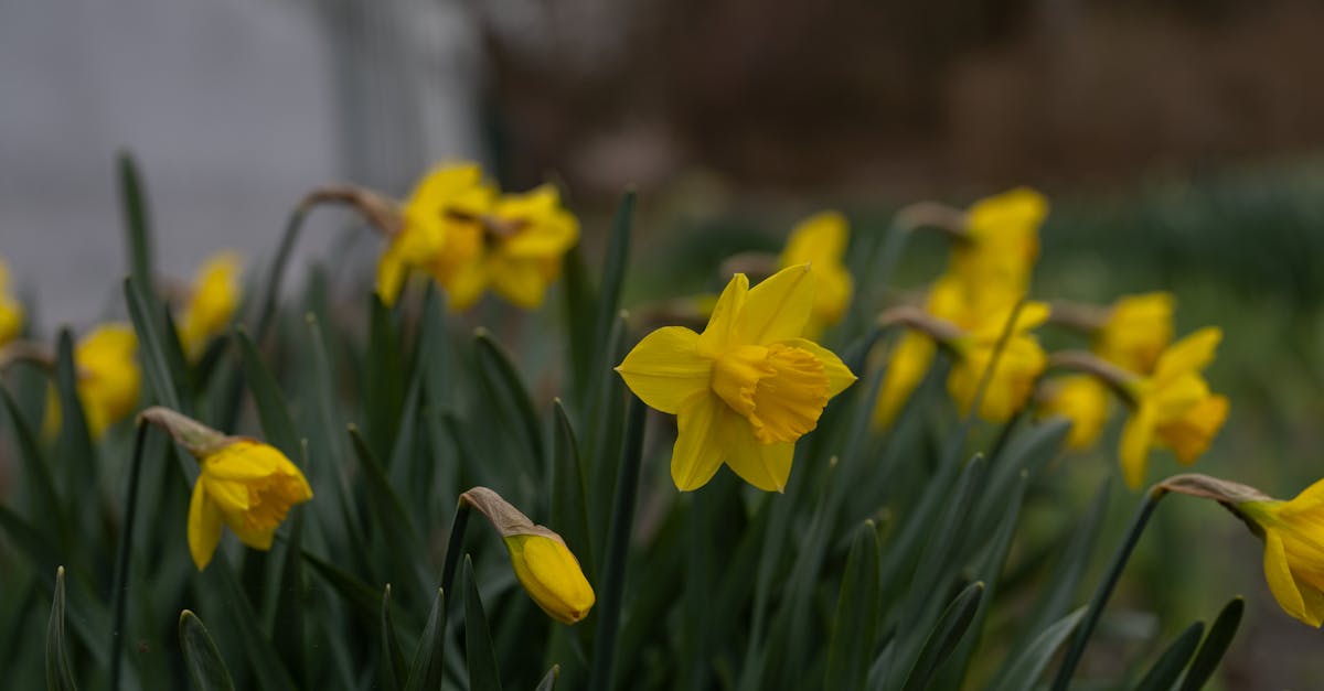 Incorporating Informal Balance in Small Garden Spaces
