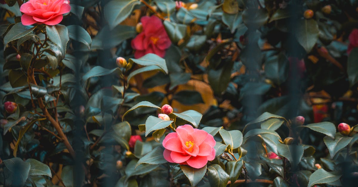 Incorporating Pathways for Seamless Transitions in Landscaping