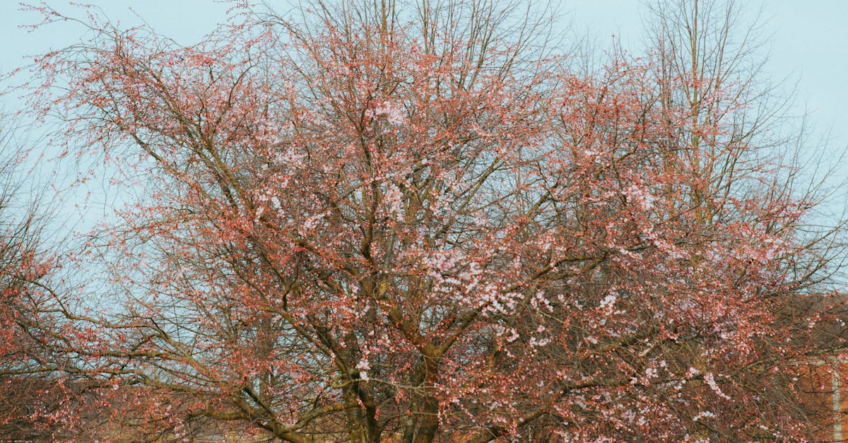 Incorporating Rhythm to Guide the Eye in Garden Layout