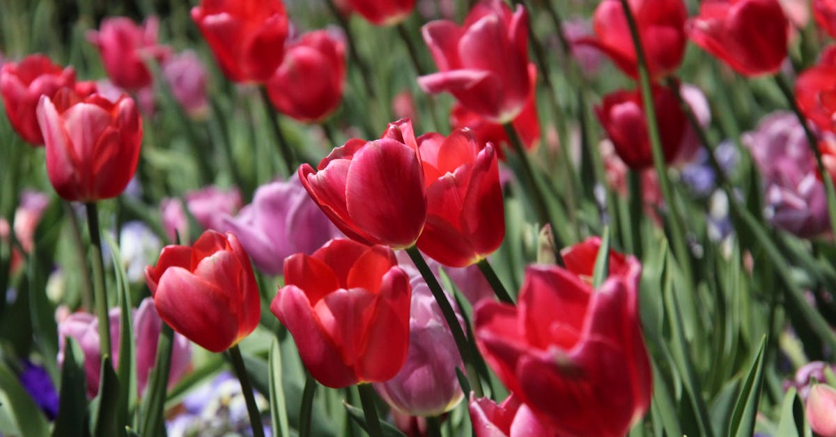 Managing Transitions Between Hard and Soft Landscaping