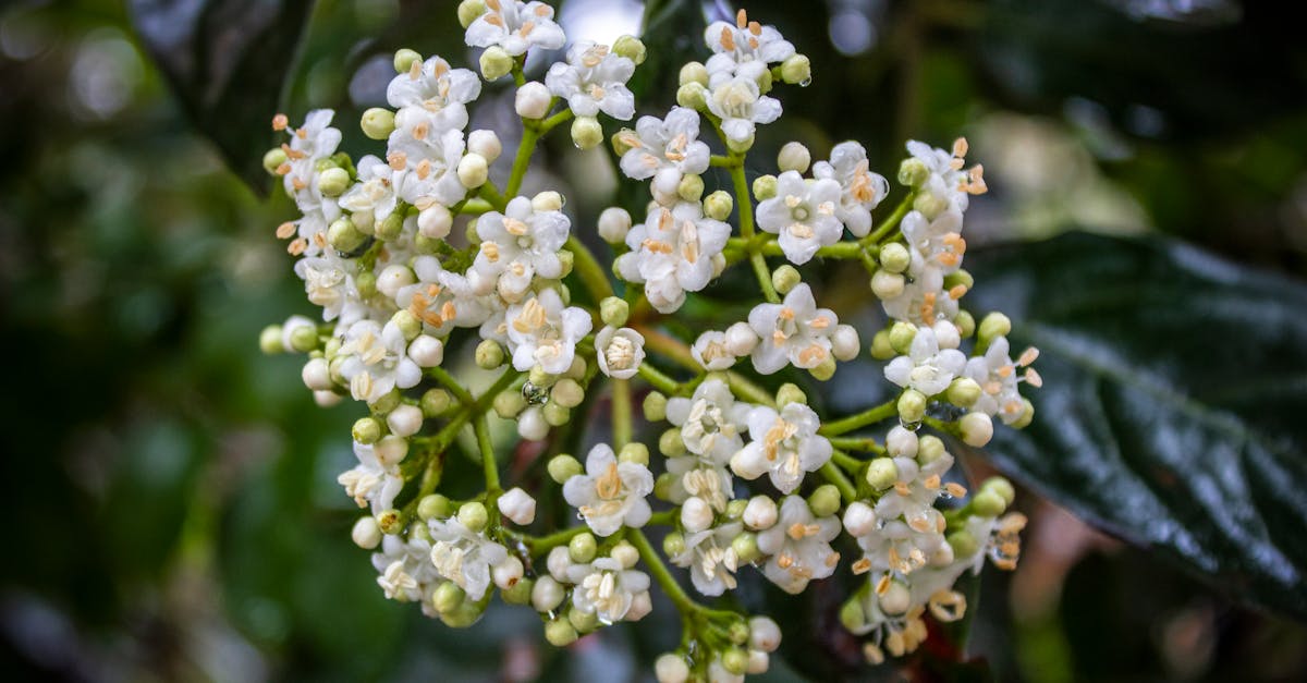 Mastering Proportion and Scale in Landscape Design