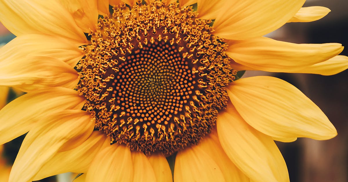 Principles of Proportion and Scale in Garden Design