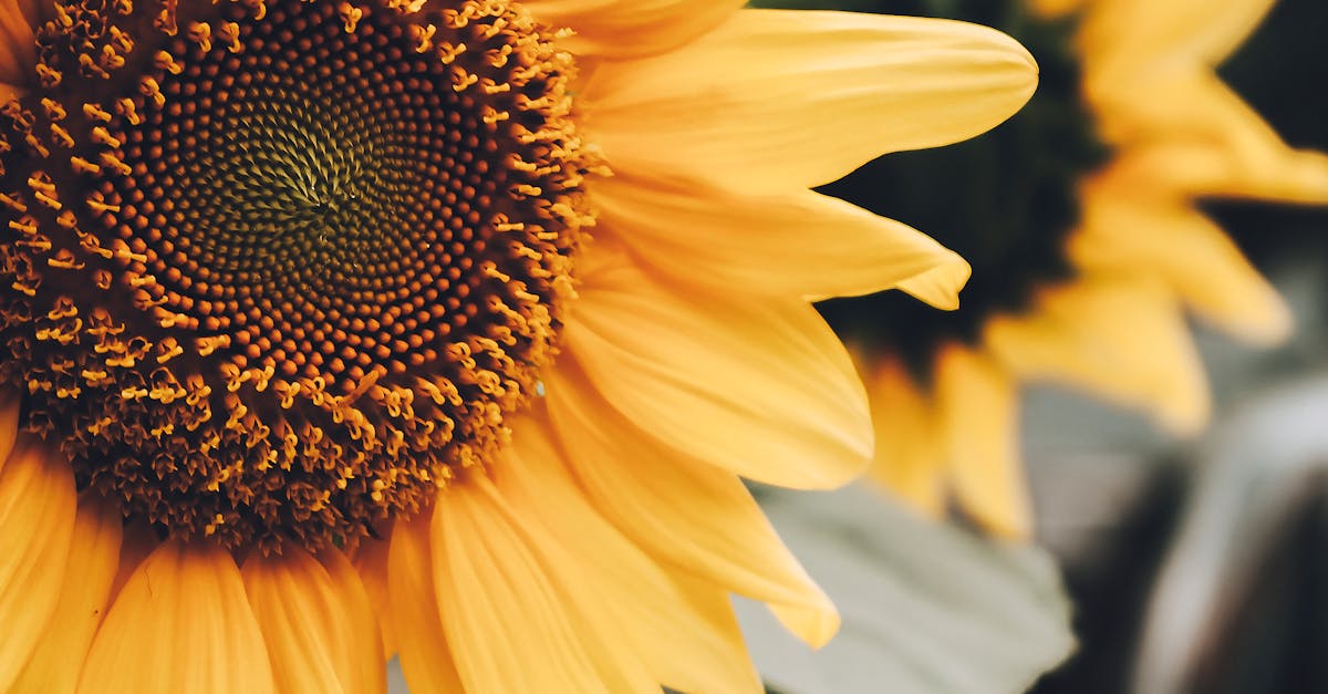 Proportion and Scale: A Guide to Successful Garden Design