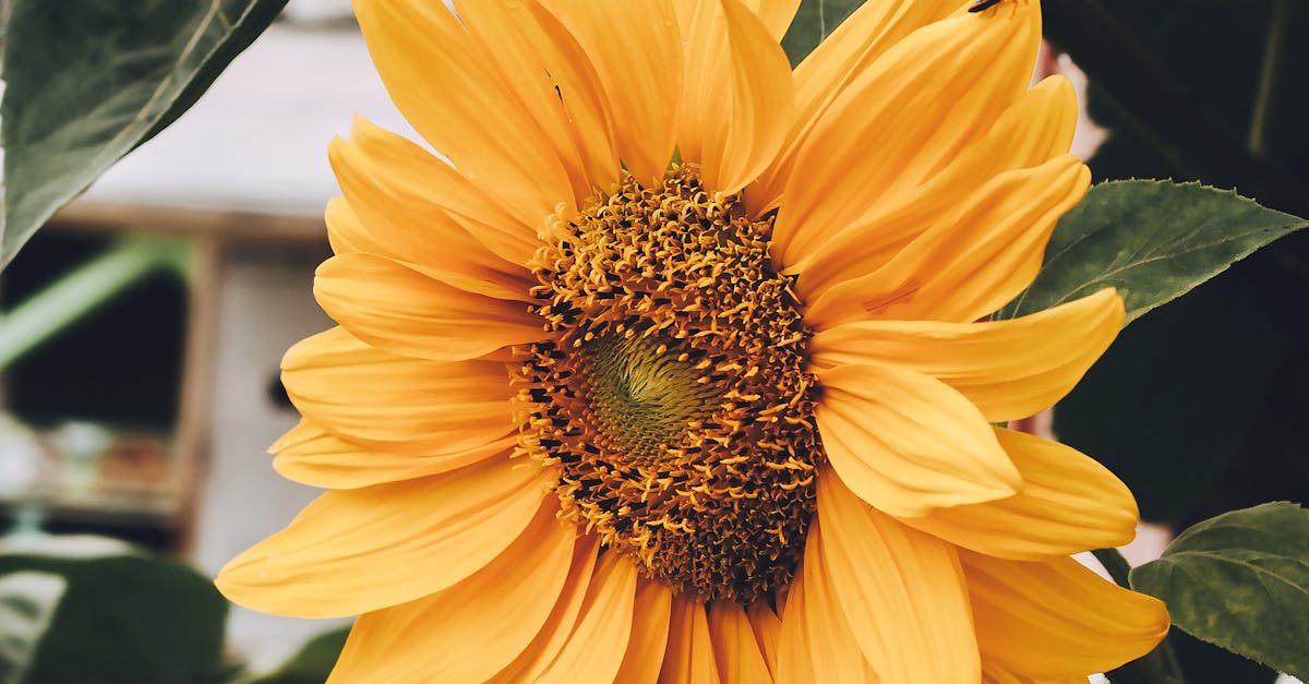 Proportion and Scale: Key Elements in Landscape Architecture