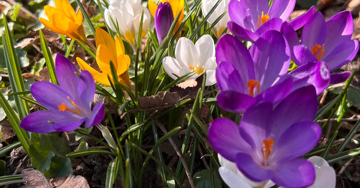 Rhythmic Patterns: Key Elements in Garden Unity