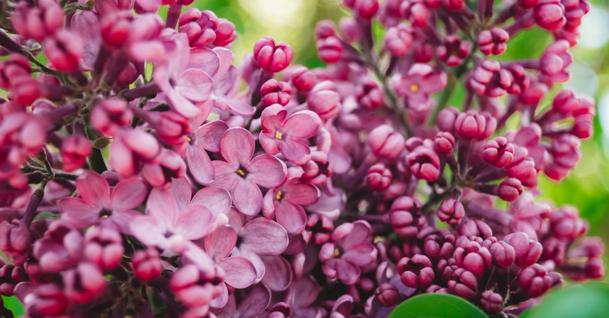 The Art of Repetition: Enhancing Unity in Garden Design