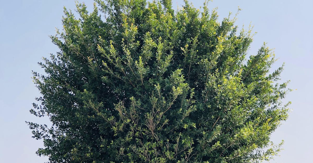 The Role of Repetition in Creating Visual Interest