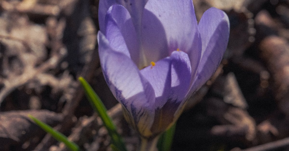 Using Colour and Texture for Informal Balance in Garden Design