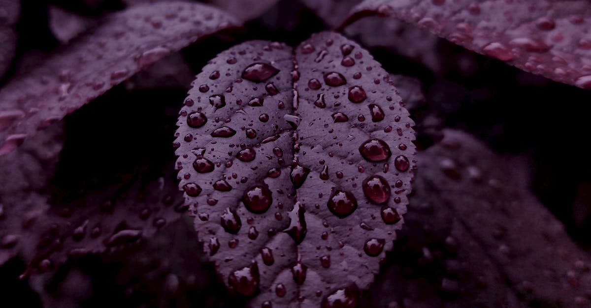 Using Focal Points to Enhance Visual Appeal in Gardens