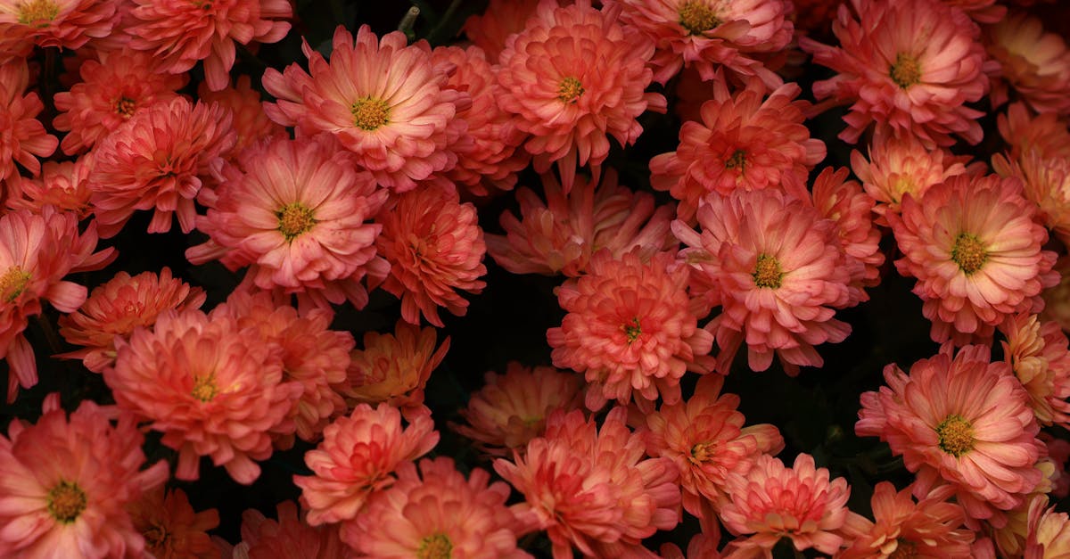 Using Native Plants for a Simplistic Garden