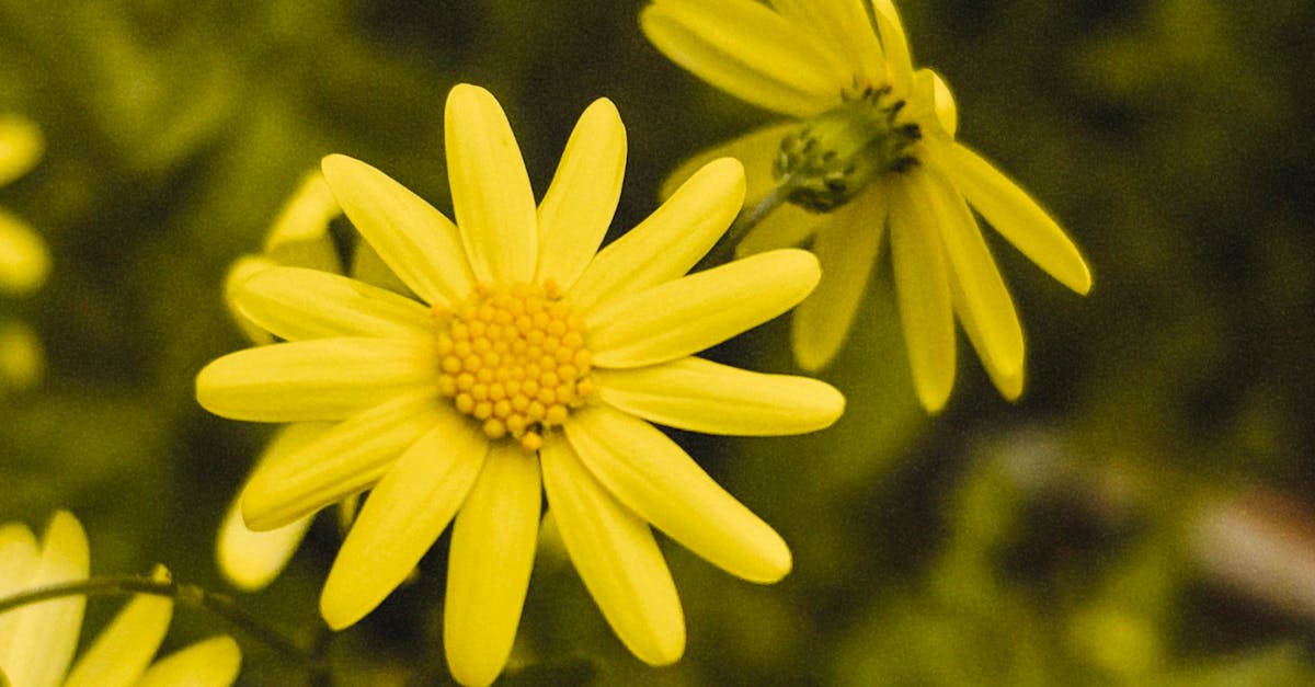 Using Rhythmic Elements to Create Flow in Landscaping