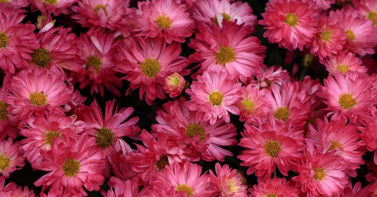 Utilising Focal Points to Create Visual Interest in Outdoor Spaces