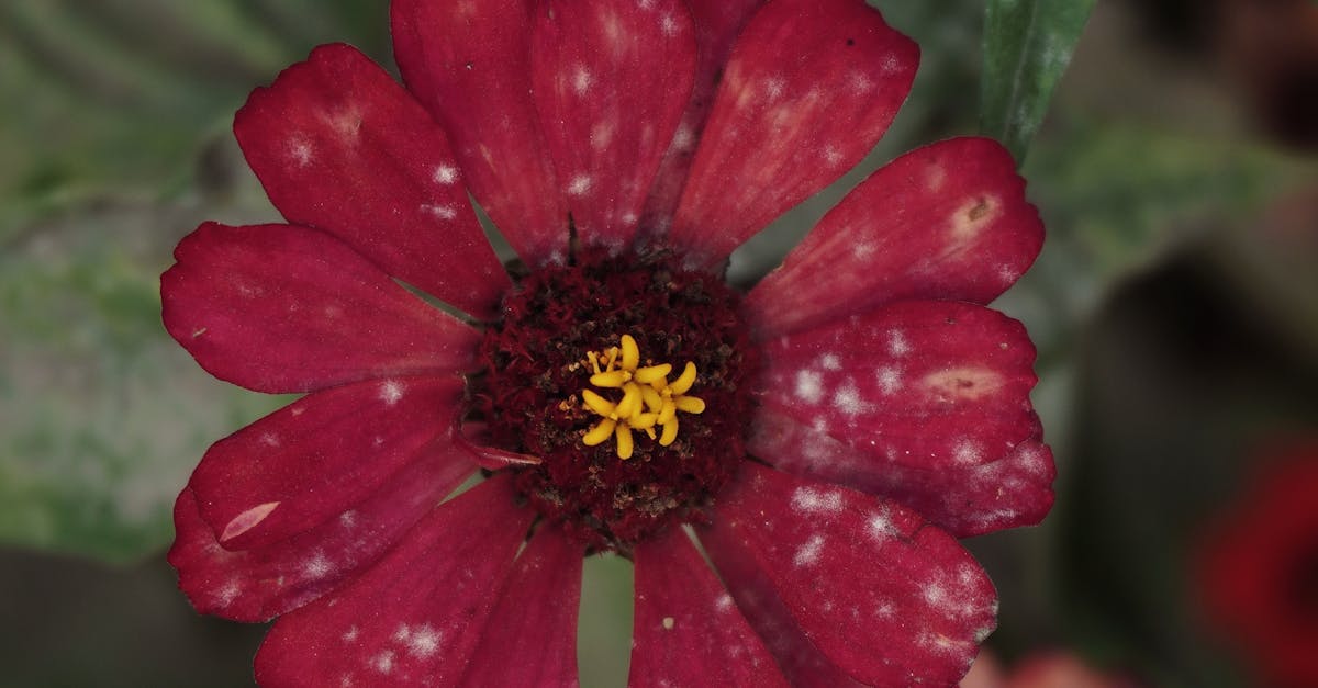 Utilizing Focalization to Direct Viewers' Attention