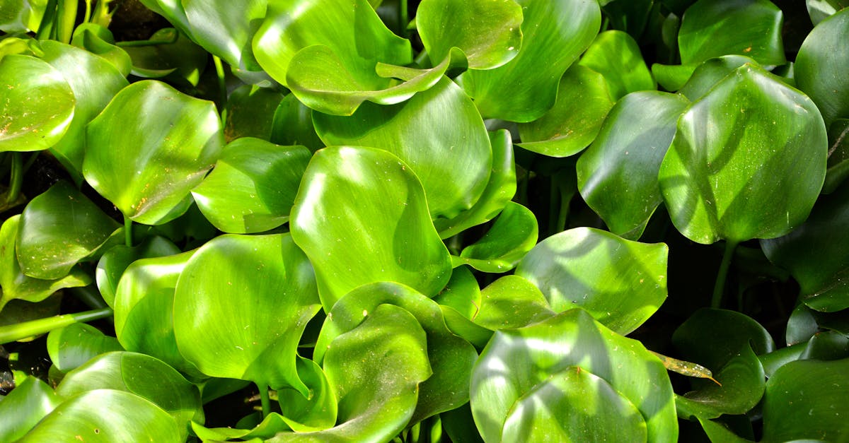 Utilizing Pathways for Smooth Transitions in Landscaping